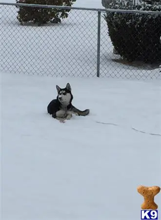 Siberian Husky female dog: Black and white Siberian Husky lying in the snow