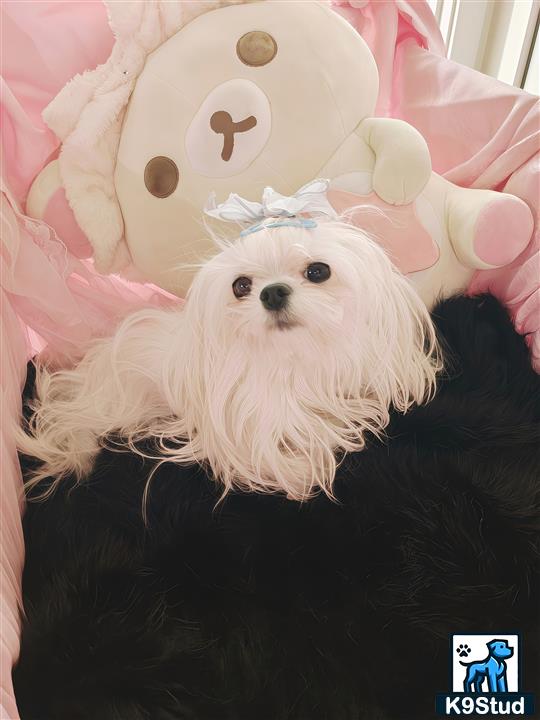 a maltese dog wearing a hat