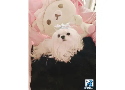 a maltese dog wearing a hat