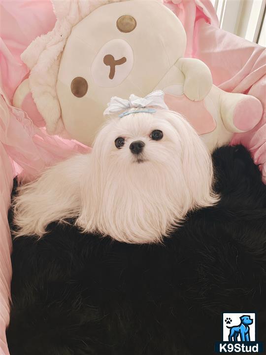 a maltese dog wearing a hat