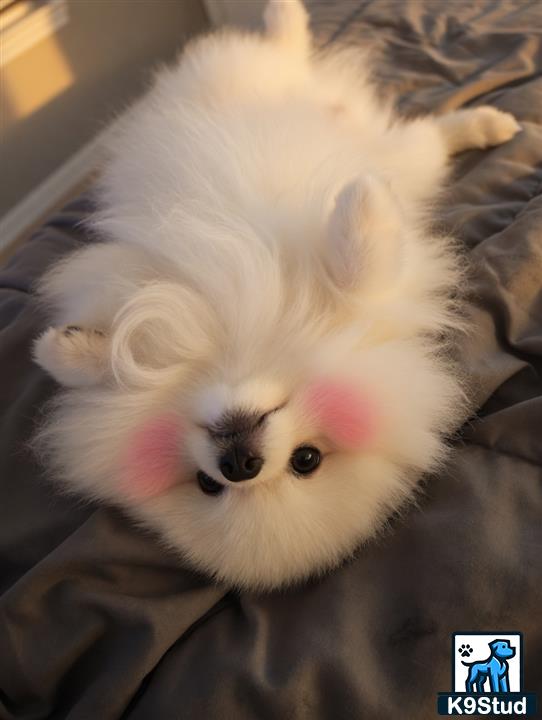 a white fluffy pomeranian dog