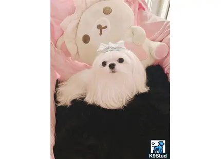 a maltese dog wearing a hat