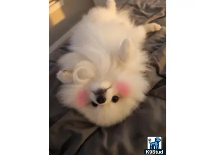 a white fluffy pomeranian dog