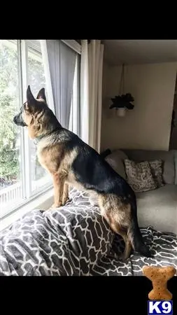 German Shepherd stud dog