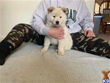 siberian husky puppy posted by angela_979