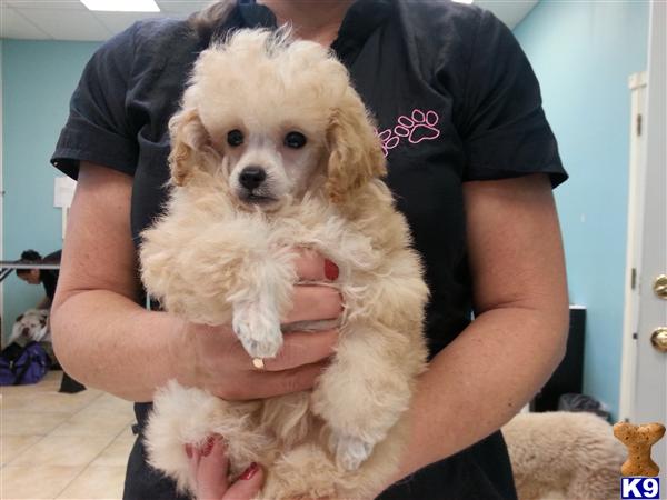 poodle puppy posted by angelaaclark