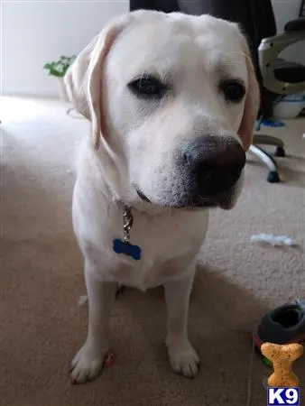 Labrador Retriever stud dog