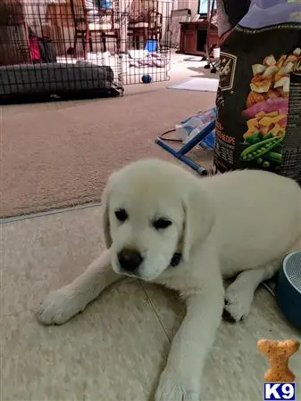 Labrador Retriever stud dog