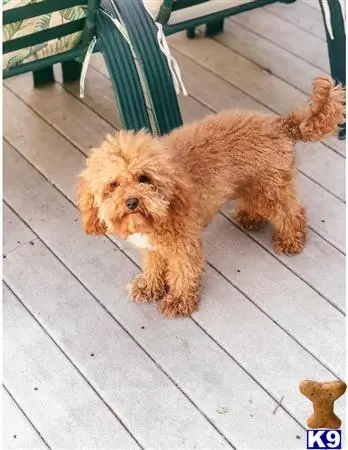 Poodle stud dog