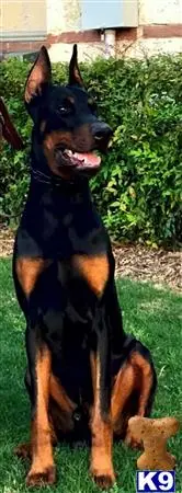 Doberman Pinscher puppy for sale