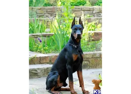 Doberman Pinscher