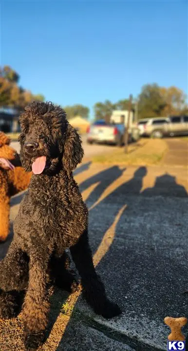 Poodle stud dog