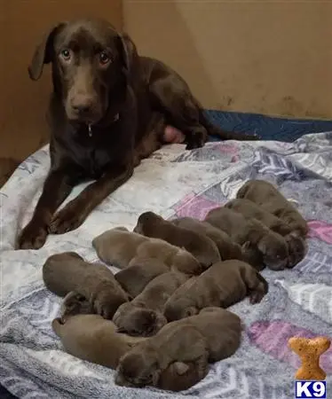 Labrador Retriever female dog