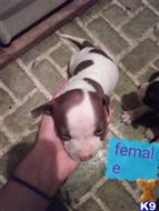 american pit bull puppy posted by angelhamblin