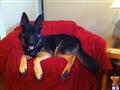 German Shepherd stud dog: Black and tan German Shepherd lounging on a red chair