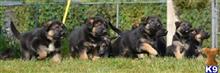 german shepherd puppy posted by angelinataylor