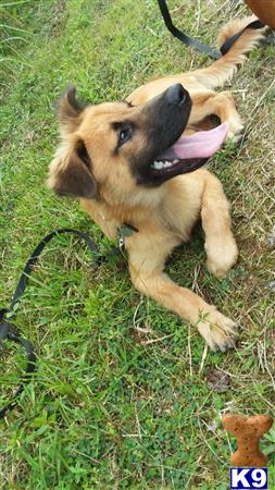 a german shepherd dog lying on its back on grass with its mouth open