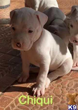 Dogo Argentino puppy for sale