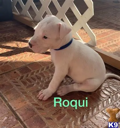 Dogo Argentino puppy for sale