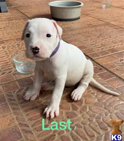 Dogo Argentino puppy for sale