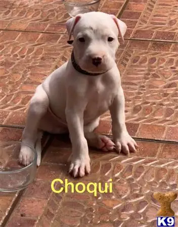 Dogo Argentino