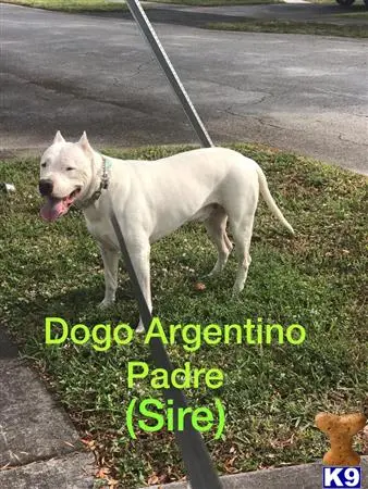 Dogo Argentino puppy for sale