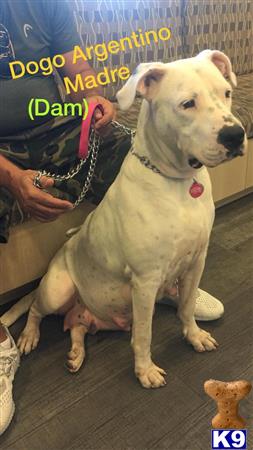 Dogo Argentino puppy for sale