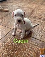 dogo argentino puppy posted by angelluis9017