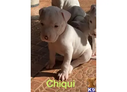 Dogo Argentino