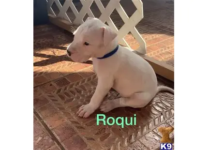 Dogo Argentino