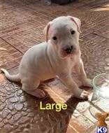 dogo argentino puppy posted by angelluis9017