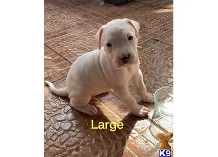 Dogo Argentino