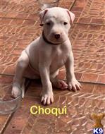 dogo argentino puppy posted by angelluis9017