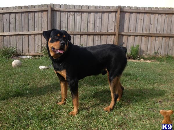 Rottweiler stud dog