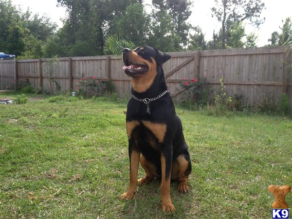 Rottweiler stud dog