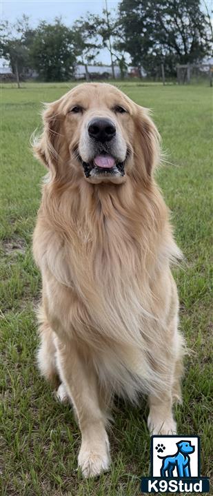 a golden retriever dog sitting in a grassy area