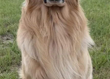 a golden retriever dog sitting in a grassy area