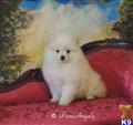 pomeranian puppy posted by angeltouch