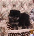 pomeranian puppy posted by angeltouch