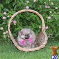 pomeranian puppy posted by angeltouch