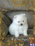 pomeranian puppy posted by angeltouch