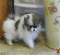 pomeranian puppy posted by angeltouch
