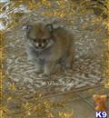 pomeranian puppy posted by angeltouch