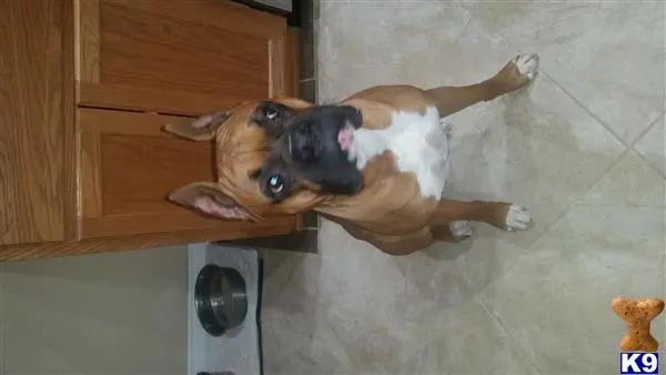 Boxer stud dog