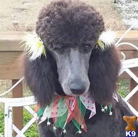 Poodle female dog