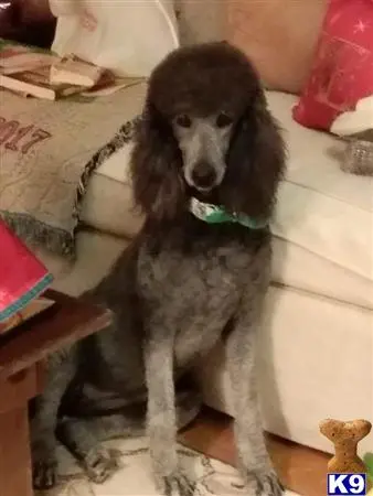 Poodle female dog