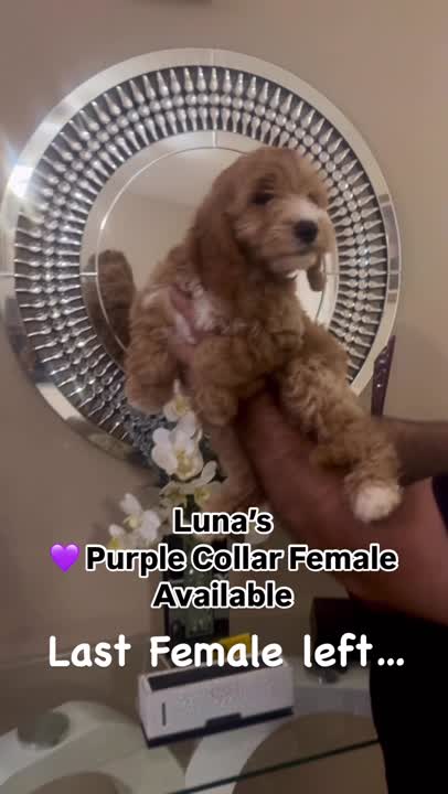 Goldendoodles puppy for sale: Error: Operation returned an invalid status code BadRequest<br/>Stack Trace:    at Microsoft.Azure.CognitiveServices.Vision.ComputerVision.ComputerVisionClient.<DescribeImageInStreamWithHttpMessagesAsync>d__41.MoveNext()
--- End of stack trace from previous location where exception was thrown ---
   at System.Runtime.ExceptionServices.ExceptionDispatchInfo.Throw()
   at System.Runtime.CompilerServices.TaskAwaiter.HandleNonSuccessAndD