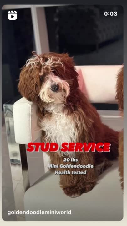 Goldendoodles stud dog: Error: Operation returned an invalid status code BadRequest<br/>Stack Trace:    at Microsoft.Azure.CognitiveServices.Vision.ComputerVision.ComputerVisionClient.<DescribeImageInStreamWithHttpMessagesAsync>d__41.MoveNext()
--- End of stack t