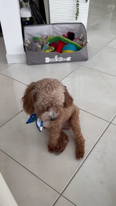 Poodle stud dog video