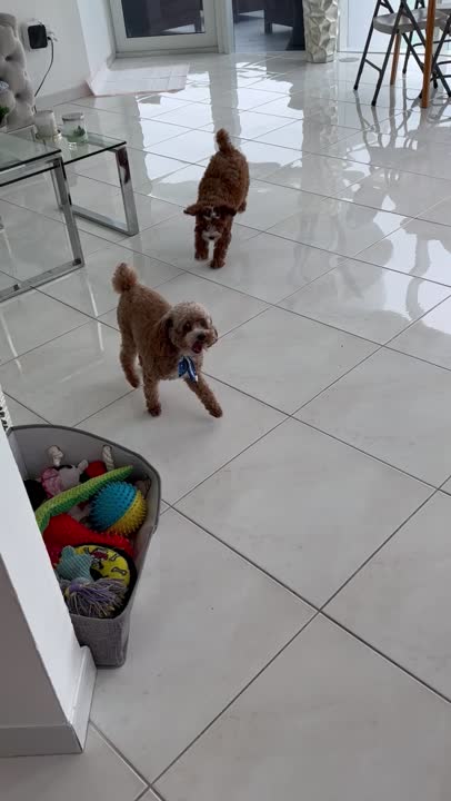 Poodle stud dog